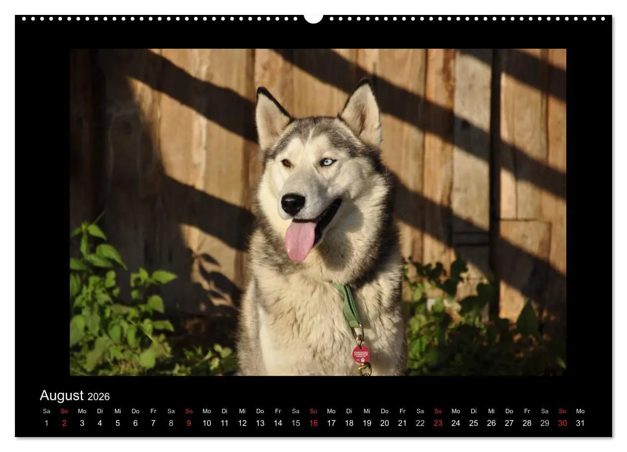 Bild: 9783516227390 | Husky-Kalender (Wandkalender 2026 DIN A2 quer), CALVENDO...