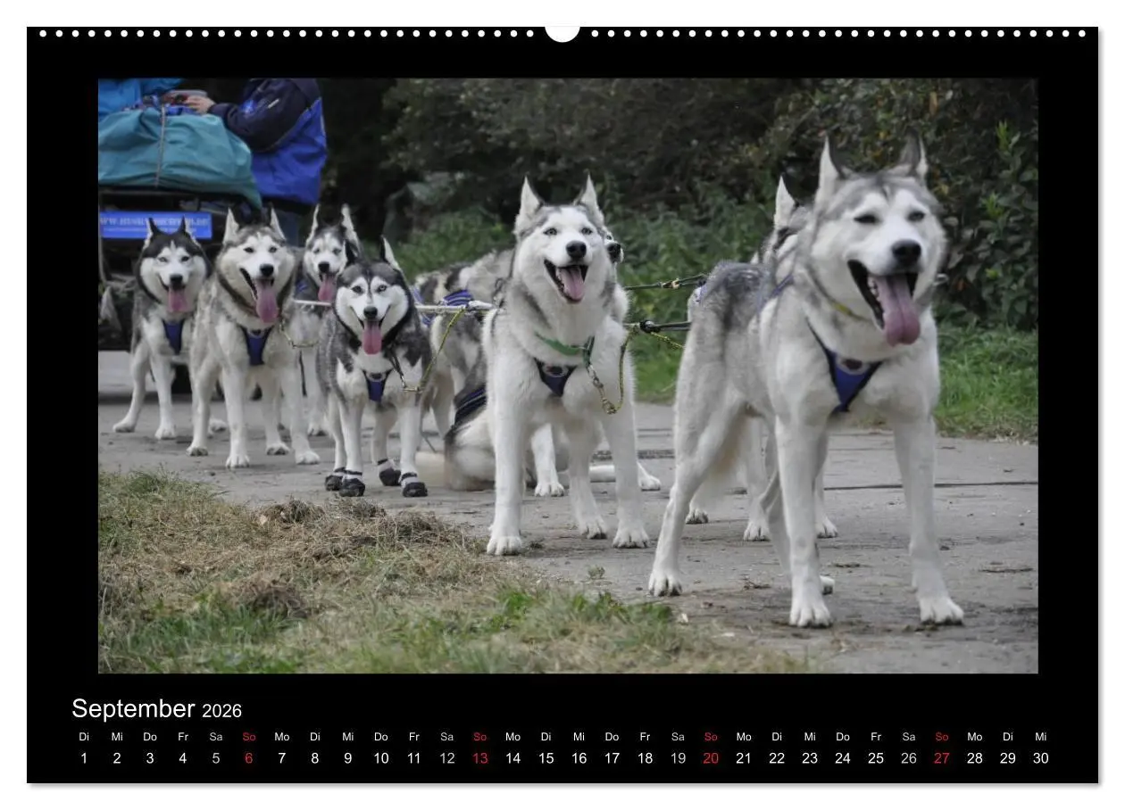 Bild: 9783516227390 | Husky-Kalender (Wandkalender 2026 DIN A2 quer), CALVENDO...