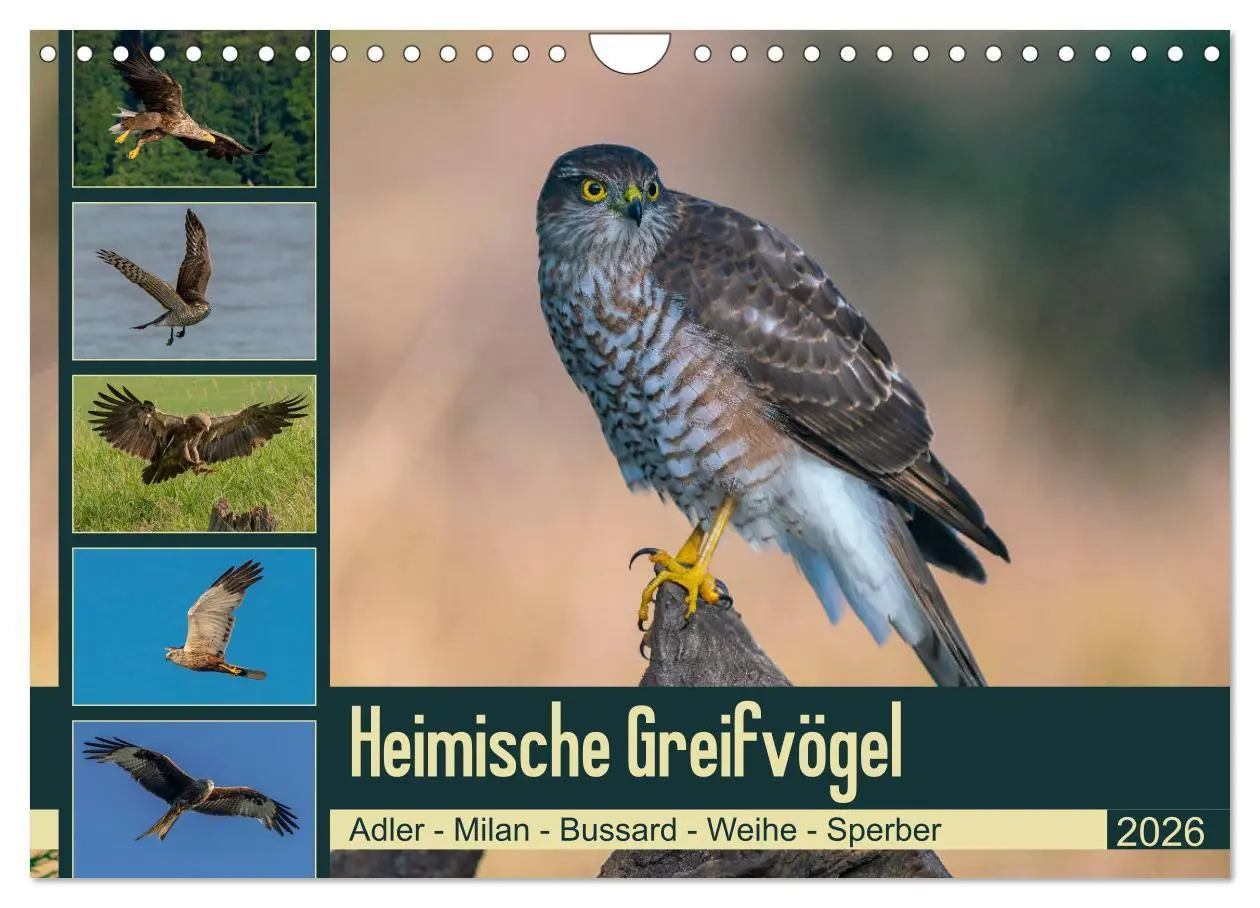 Cover: 9783457677490 | Heimische GREIFVÖGEL Adler Milan Bussard Weihe Sperber...