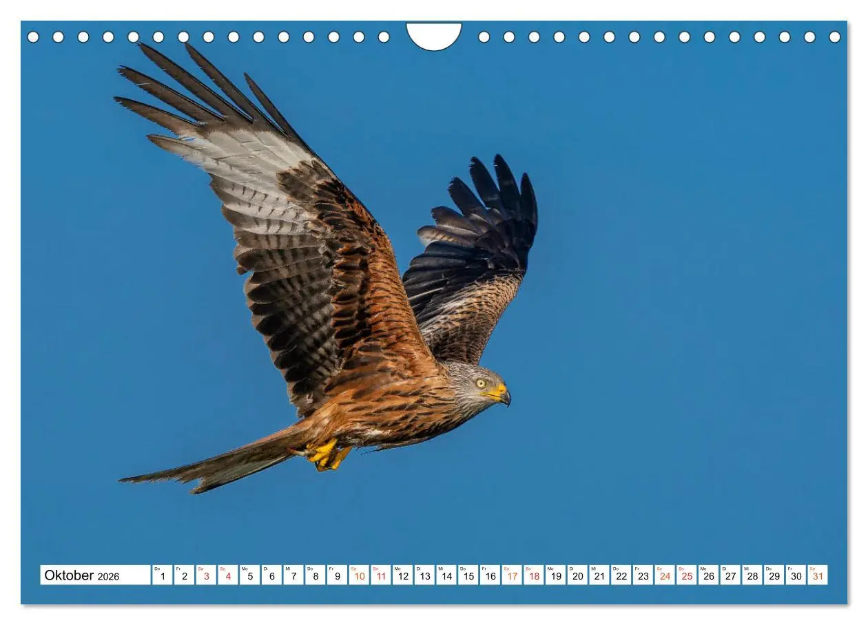 Bild: 9783457677490 | Heimische GREIFVÖGEL Adler Milan Bussard Weihe Sperber...