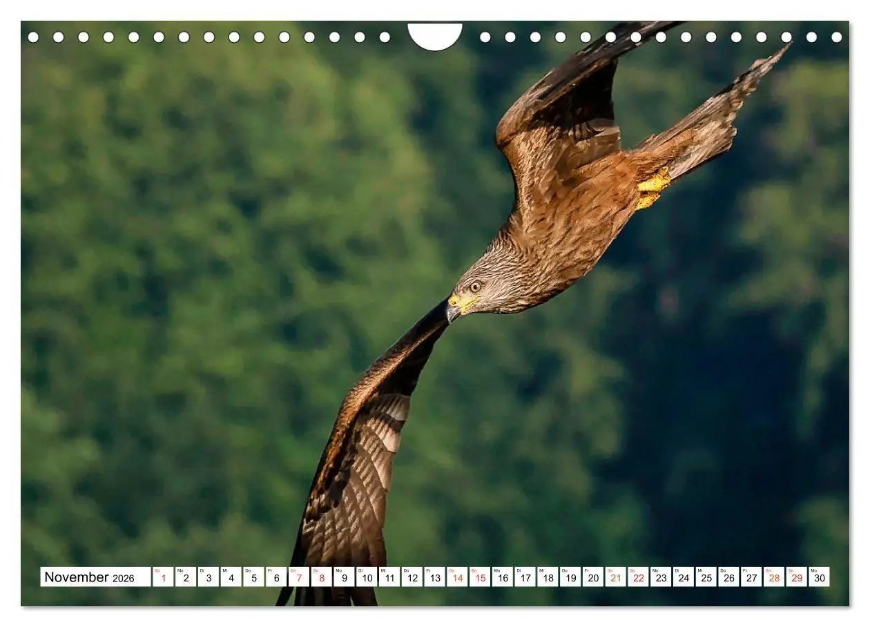 Bild: 9783457677490 | Heimische GREIFVÖGEL Adler Milan Bussard Weihe Sperber...