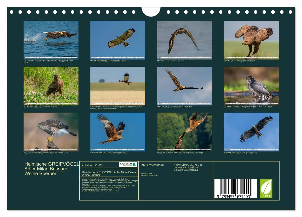 Bild: 9783457677490 | Heimische GREIFVÖGEL Adler Milan Bussard Weihe Sperber...