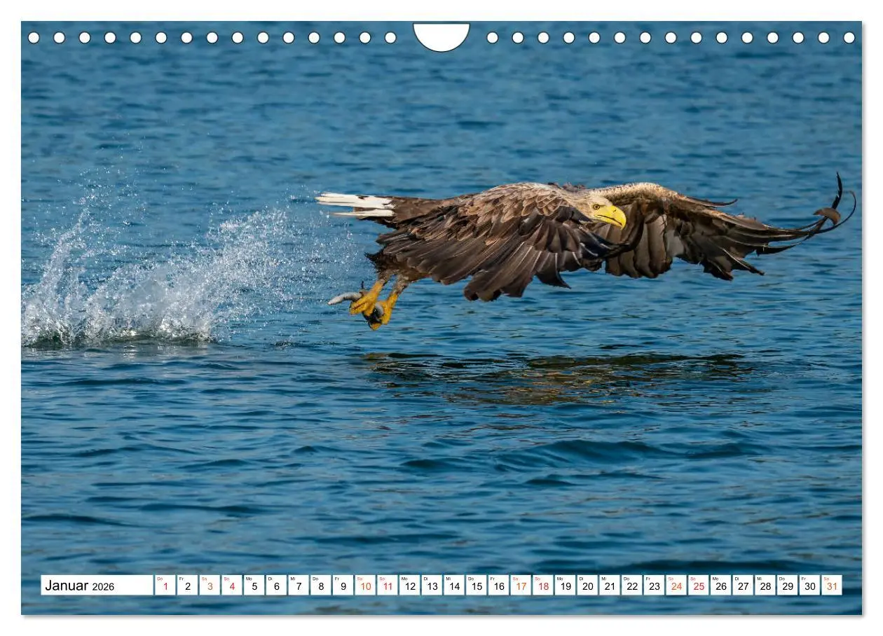 Bild: 9783457677490 | Heimische GREIFVÖGEL Adler Milan Bussard Weihe Sperber...