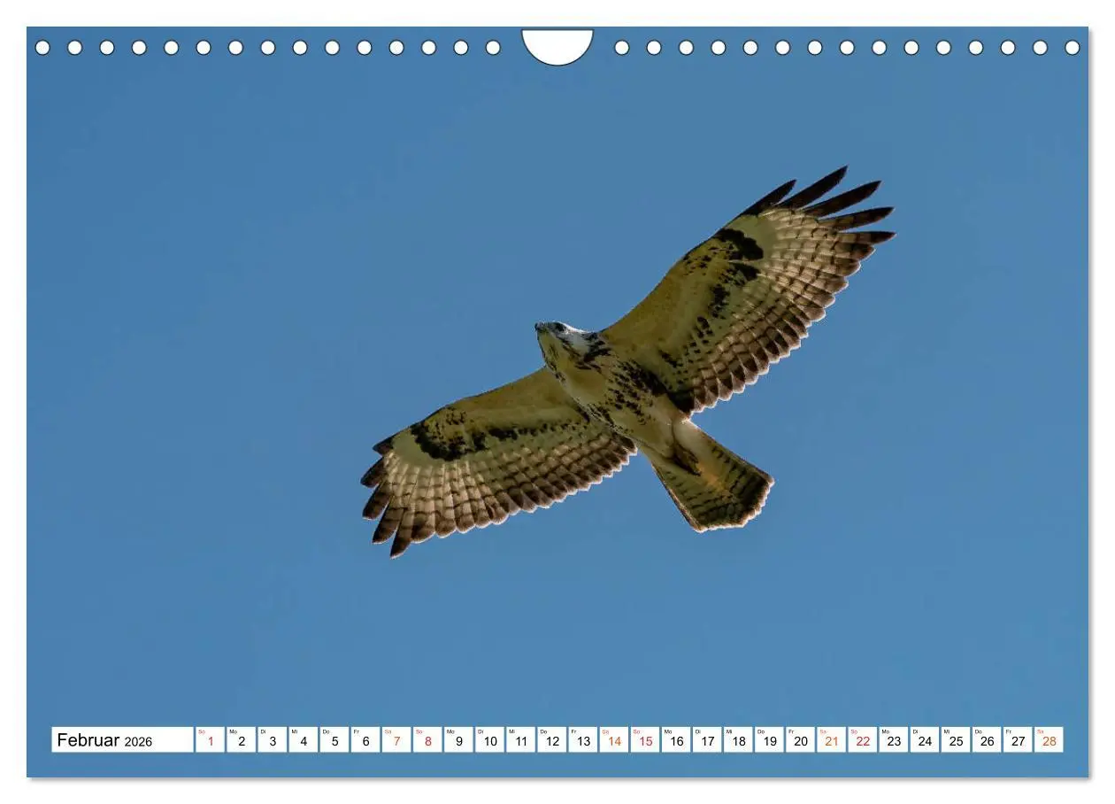 Bild: 9783457677490 | Heimische GREIFVÖGEL Adler Milan Bussard Weihe Sperber...