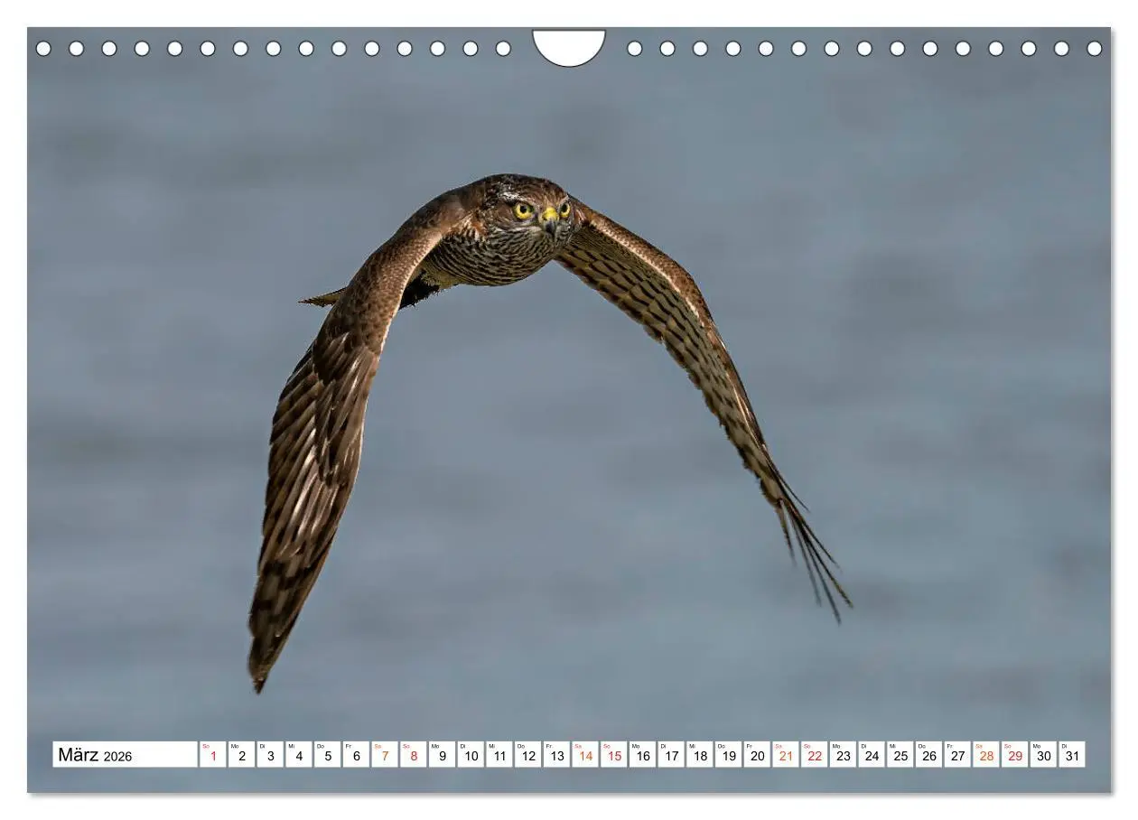 Bild: 9783457677490 | Heimische GREIFVÖGEL Adler Milan Bussard Weihe Sperber...
