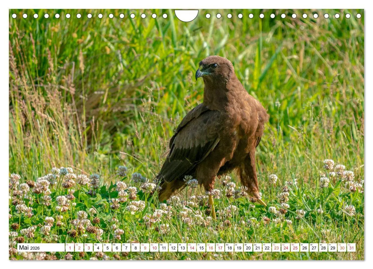 Bild: 9783457677490 | Heimische GREIFVÖGEL Adler Milan Bussard Weihe Sperber...