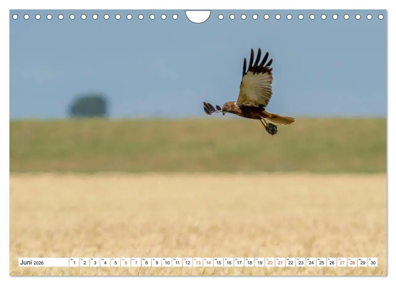 Bild: 9783457677490 | Heimische GREIFVÖGEL Adler Milan Bussard Weihe Sperber...