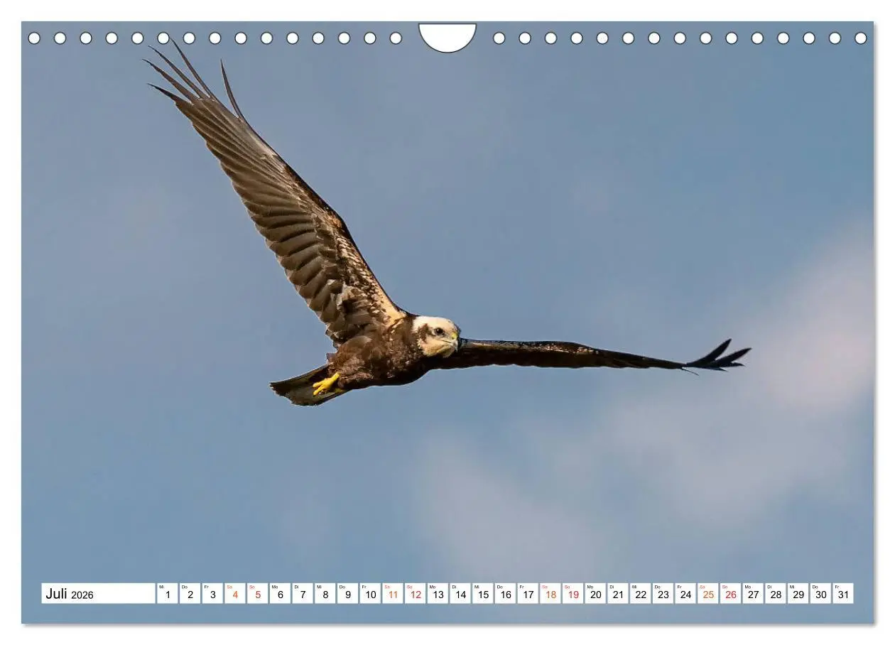 Bild: 9783457677490 | Heimische GREIFVÖGEL Adler Milan Bussard Weihe Sperber...