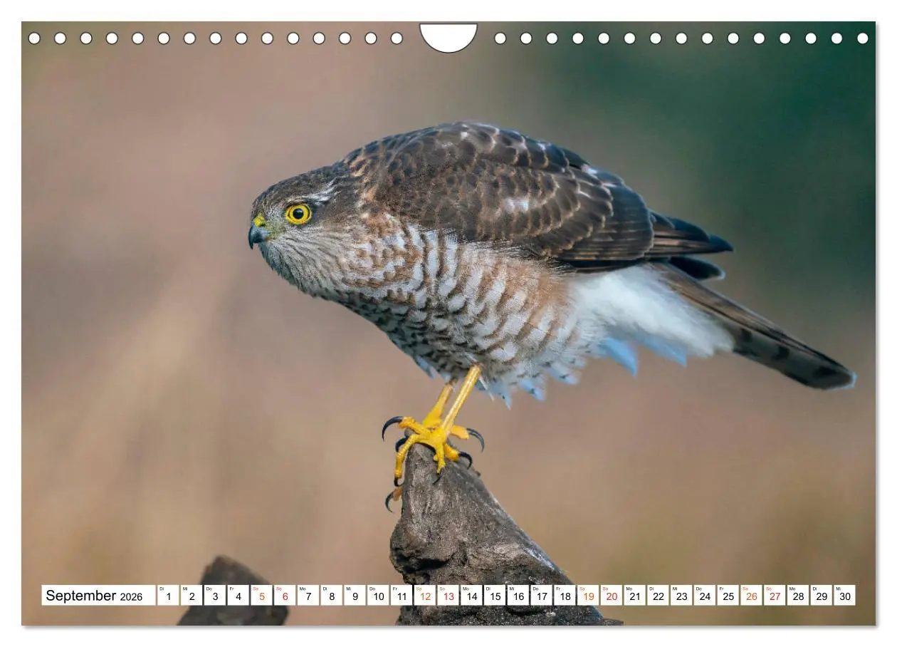 Bild: 9783457677490 | Heimische GREIFVÖGEL Adler Milan Bussard Weihe Sperber...
