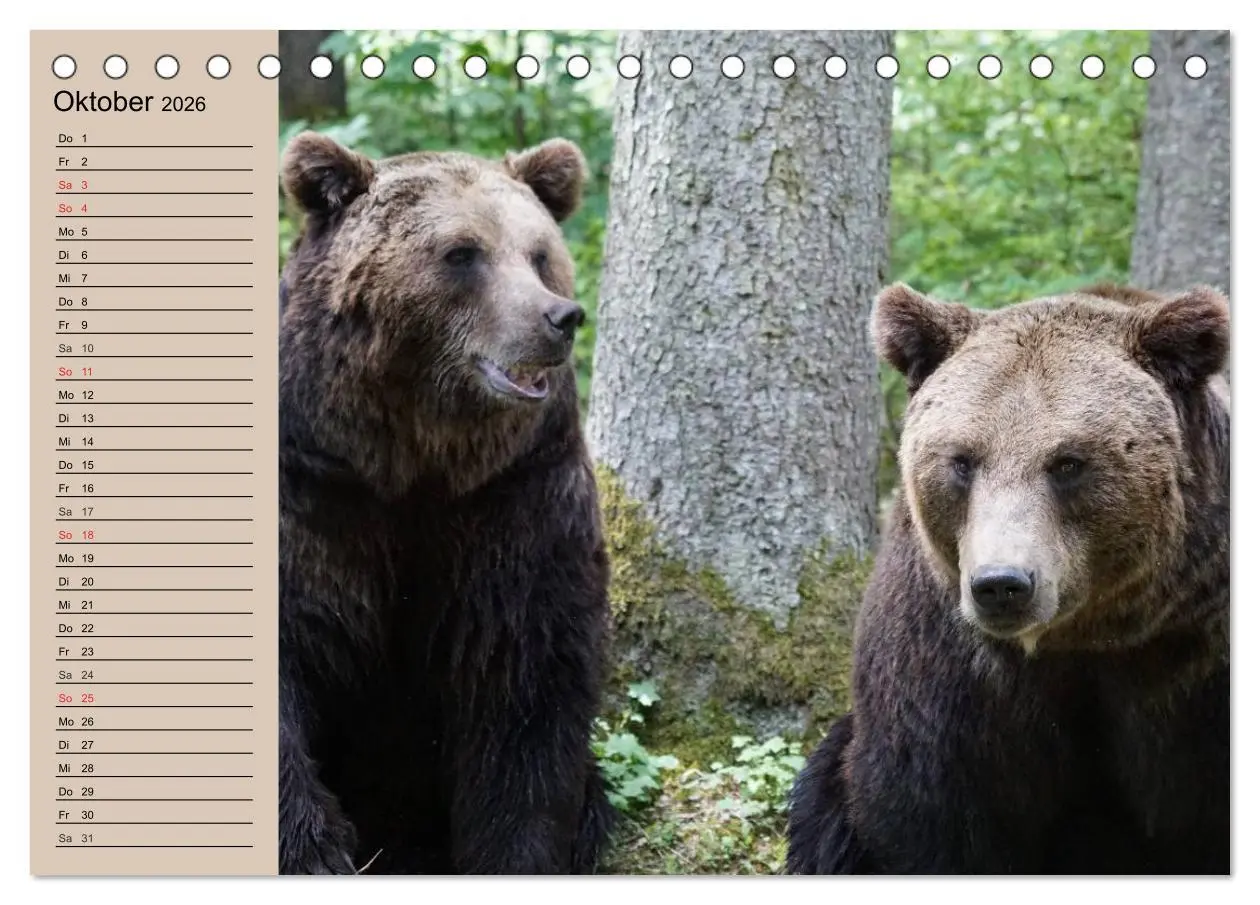 Bild: 9783457987490 | Bären. Unterwegs mit Meister Petz (Tischkalender 2026 DIN A5 quer),...