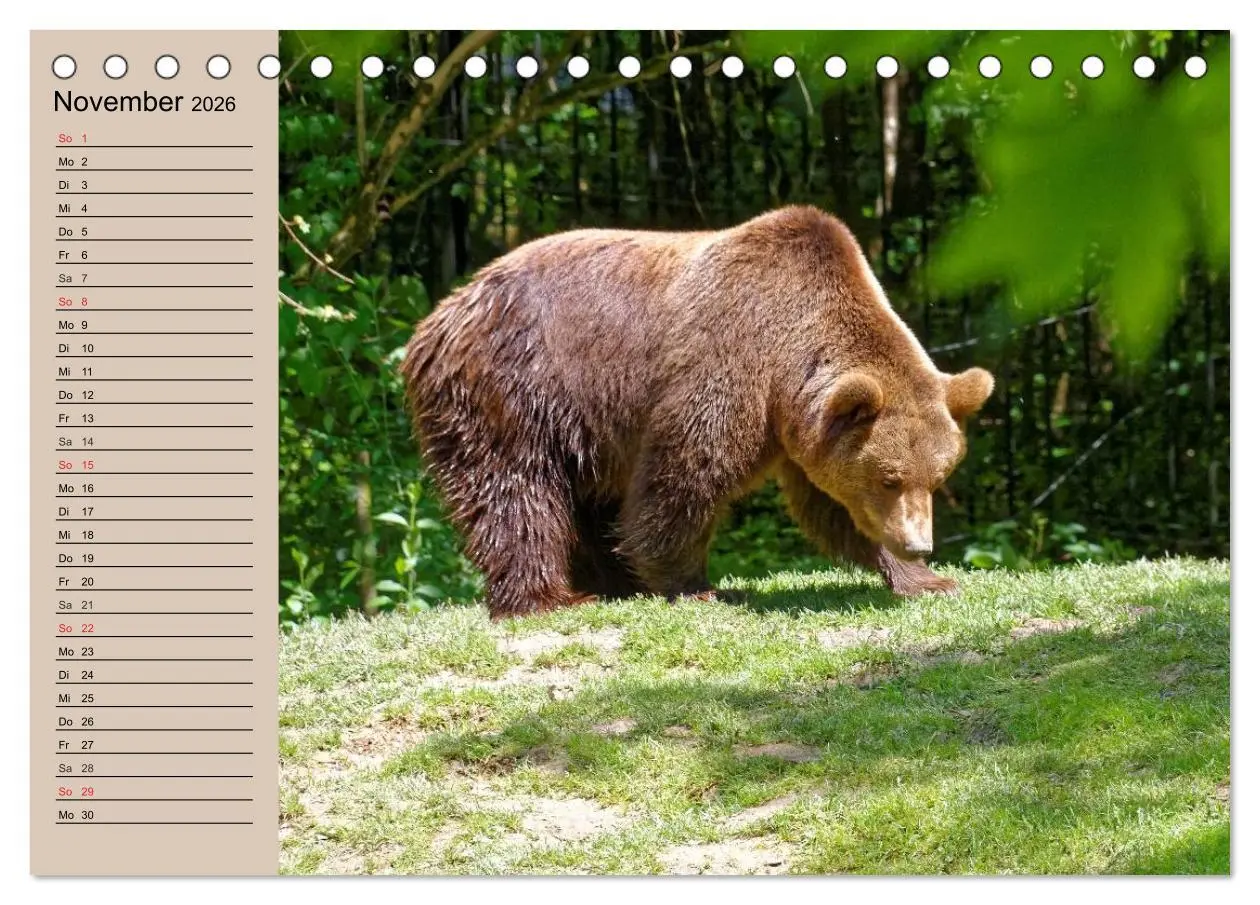 Bild: 9783457987490 | Bären. Unterwegs mit Meister Petz (Tischkalender 2026 DIN A5 quer),...