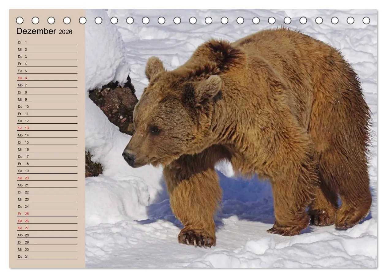 Bild: 9783457987490 | Bären. Unterwegs mit Meister Petz (Tischkalender 2026 DIN A5 quer),...