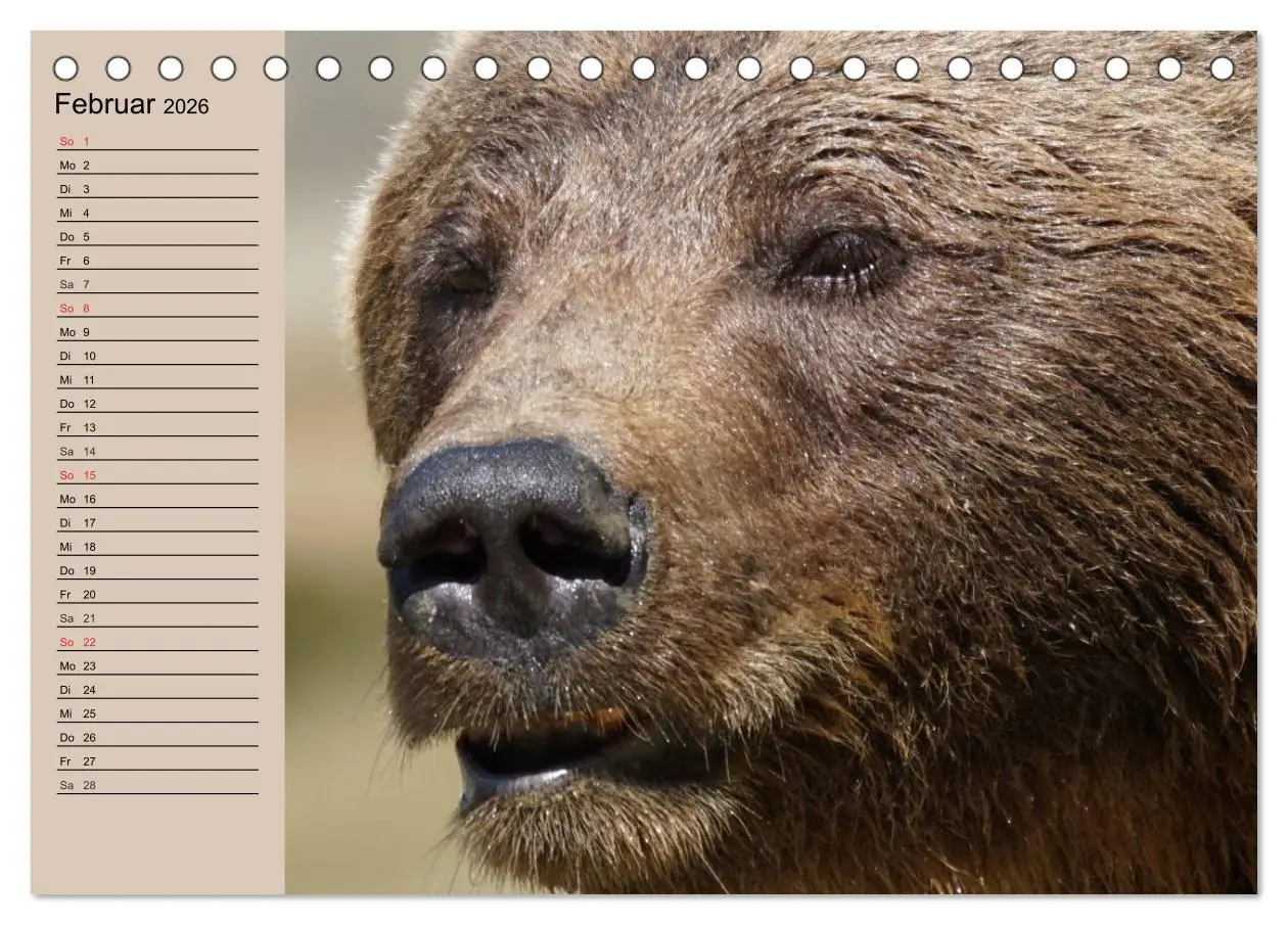 Bild: 9783457987490 | Bären. Unterwegs mit Meister Petz (Tischkalender 2026 DIN A5 quer),...