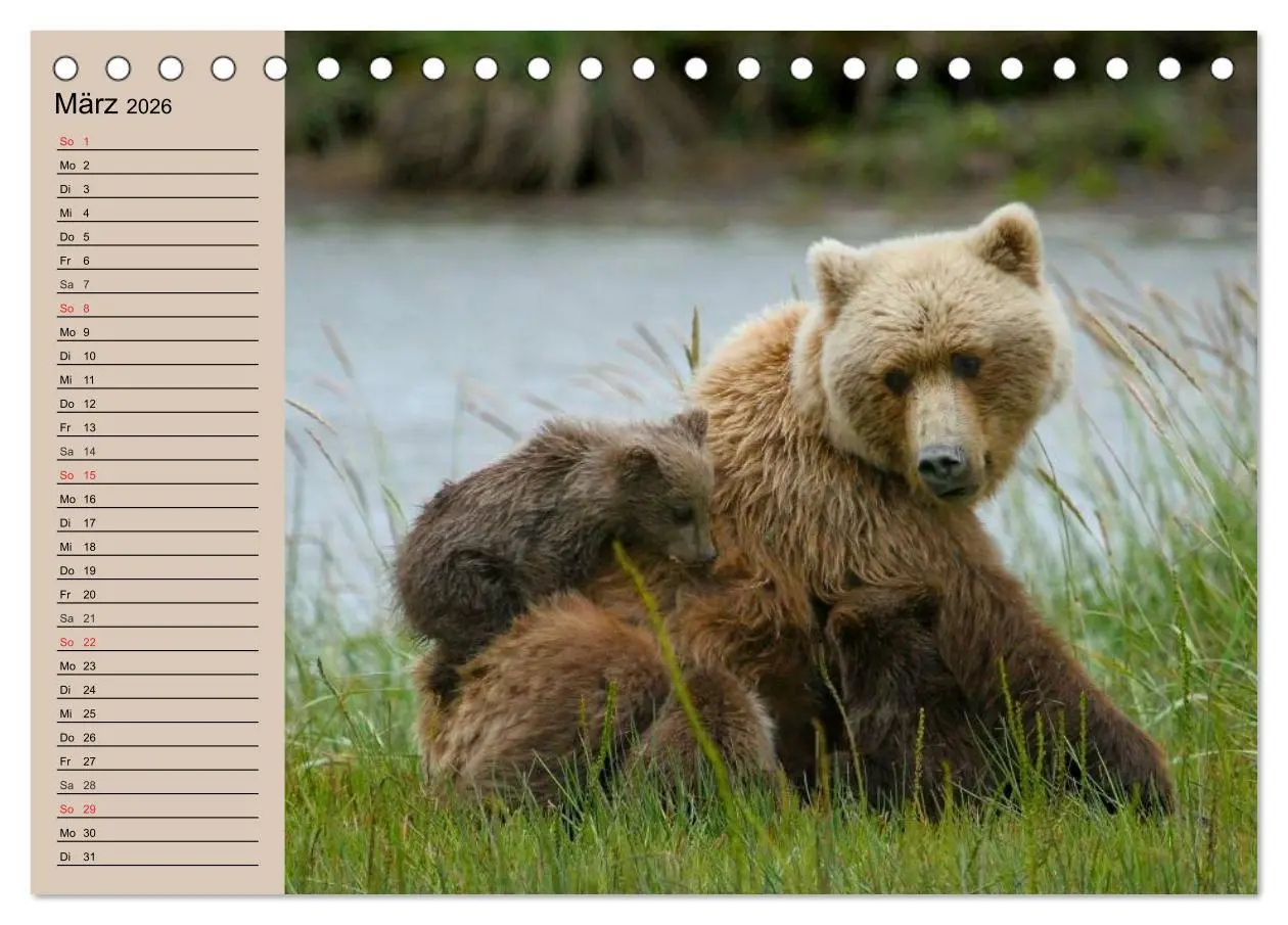 Bild: 9783457987490 | Bären. Unterwegs mit Meister Petz (Tischkalender 2026 DIN A5 quer),...