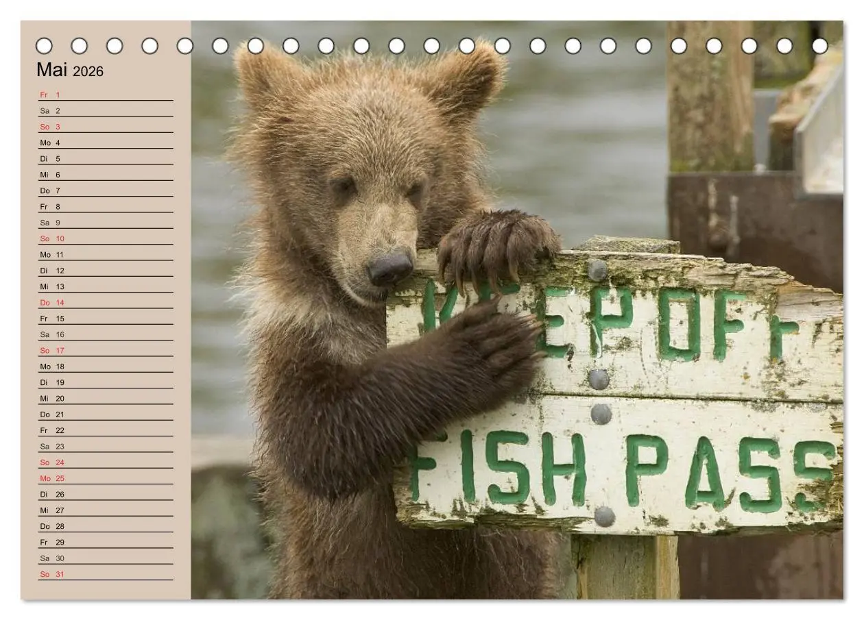 Bild: 9783457987490 | Bären. Unterwegs mit Meister Petz (Tischkalender 2026 DIN A5 quer),...