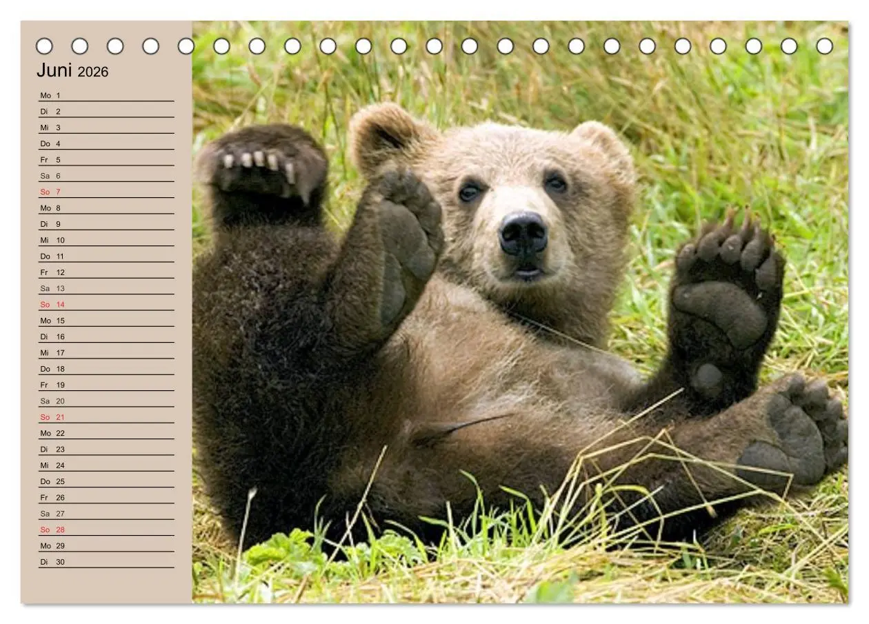 Bild: 9783457987490 | Bären. Unterwegs mit Meister Petz (Tischkalender 2026 DIN A5 quer),...
