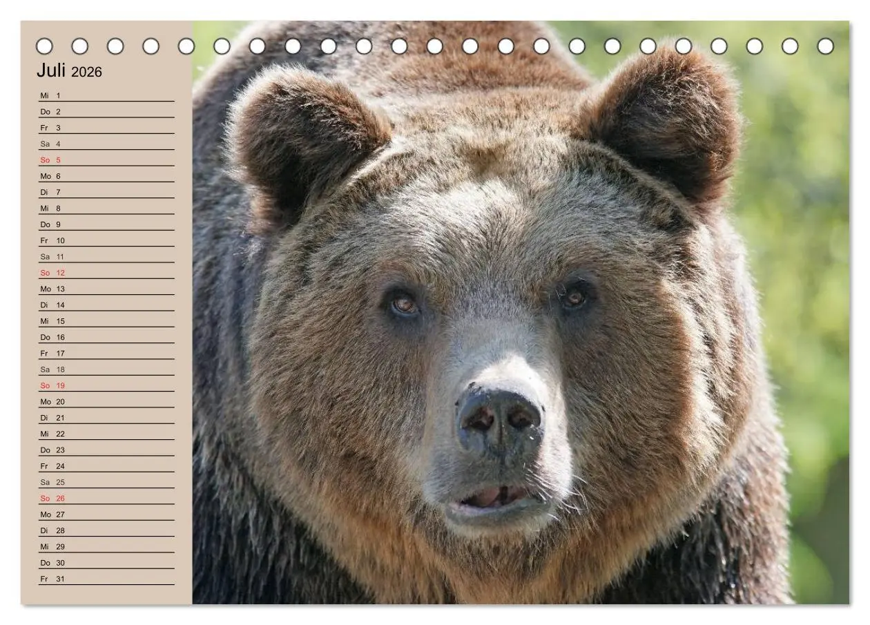 Bild: 9783457987490 | Bären. Unterwegs mit Meister Petz (Tischkalender 2026 DIN A5 quer),...