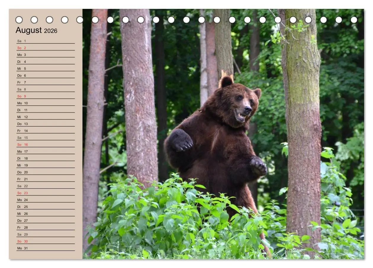 Bild: 9783457987490 | Bären. Unterwegs mit Meister Petz (Tischkalender 2026 DIN A5 quer),...