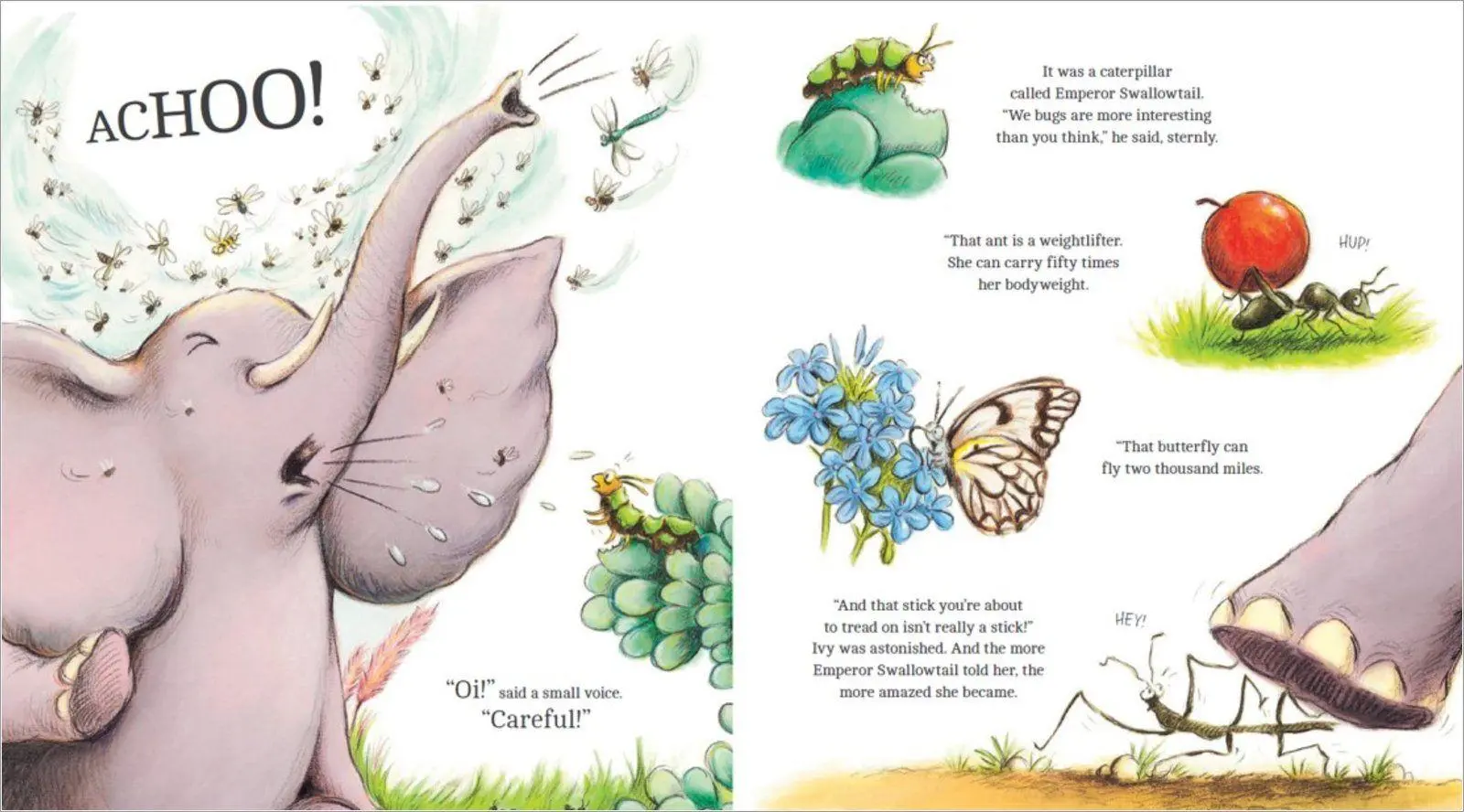 Bild: 9780702317590 | Animal Explorers: Ivy the Bug Hunter (HB) | Sharon Rentta | Buch