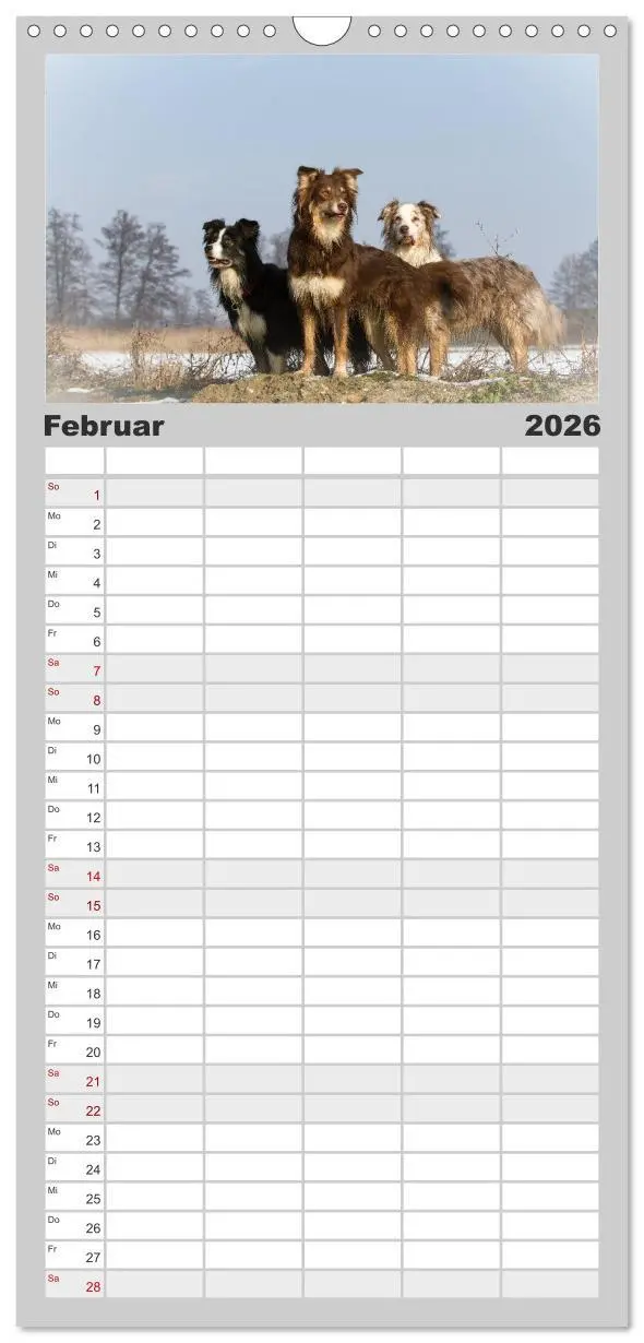 Bild: 9783516517590 | Familienplaner 2026 - Australian Shepherd - Traum auf vier Pfoten...