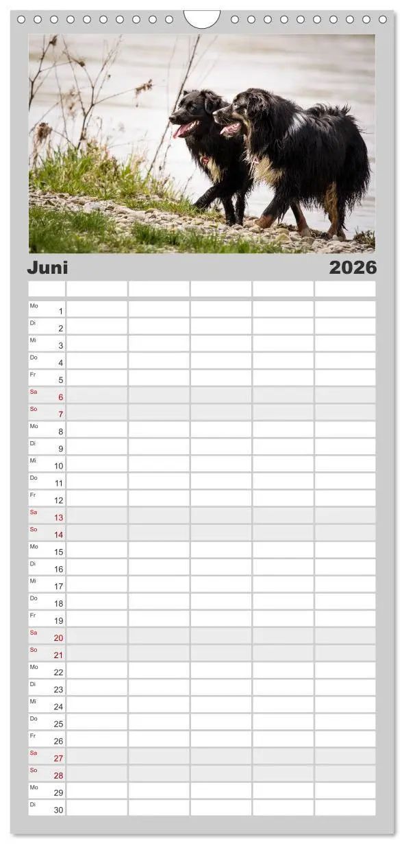 Bild: 9783516517590 | Familienplaner 2026 - Australian Shepherd - Traum auf vier Pfoten...