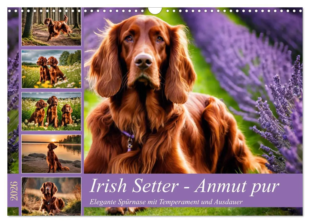 Cover: 9783457407790 | Irish Setter - Anmut pur (Wandkalender 2026 DIN A3 quer), CALVENDO...