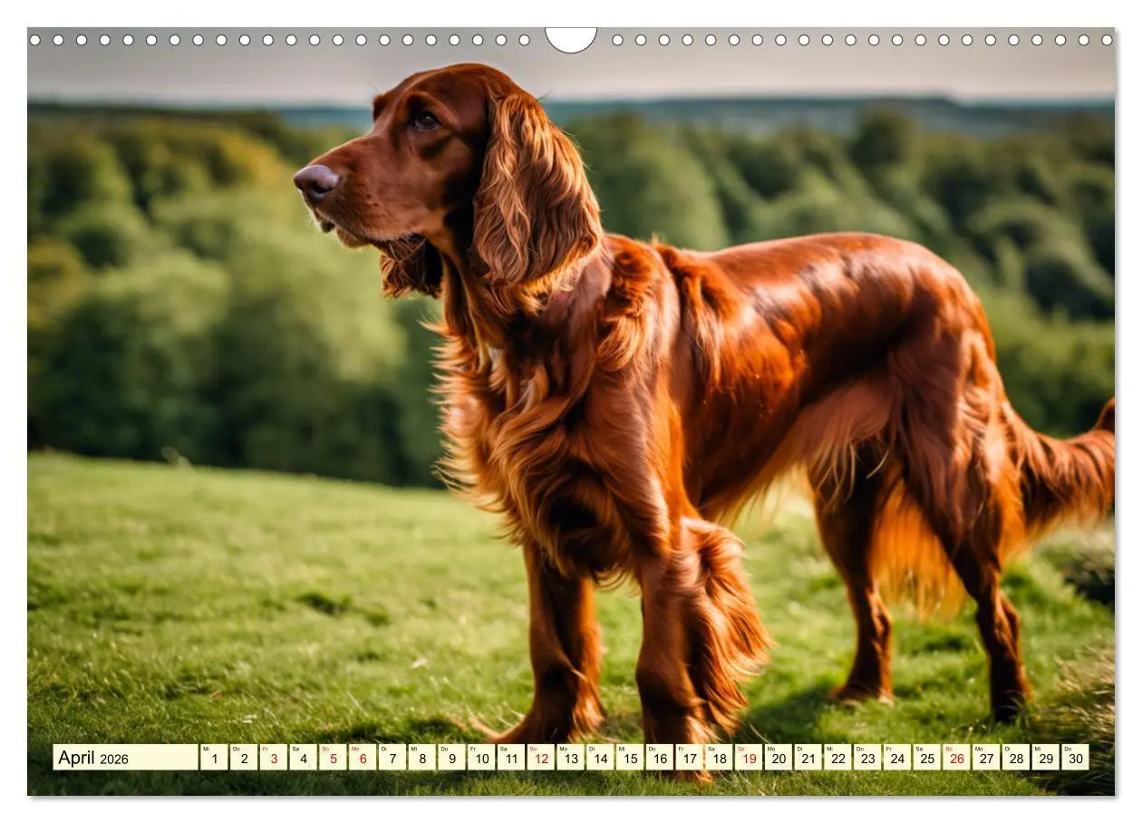 Bild: 9783457407790 | Irish Setter - Anmut pur (Wandkalender 2026 DIN A3 quer), CALVENDO...