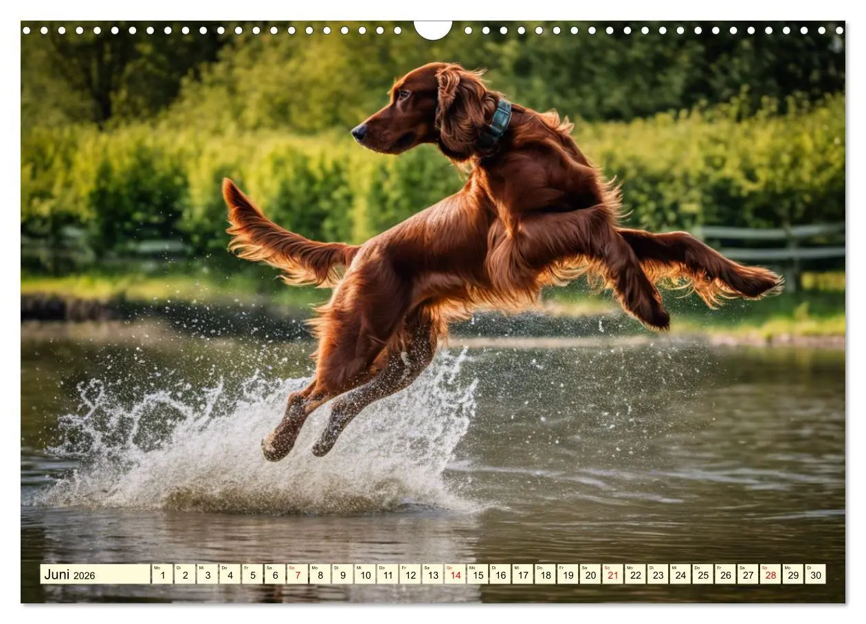Bild: 9783457407790 | Irish Setter - Anmut pur (Wandkalender 2026 DIN A3 quer), CALVENDO...