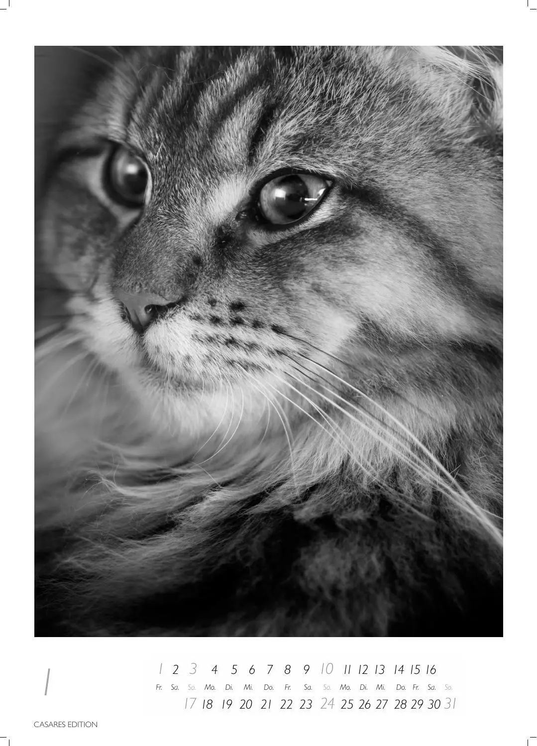 Bild: 9781835247990 | Cats schwarz-weiss Kalender 2027 - Wandkalender Fotokalender...
