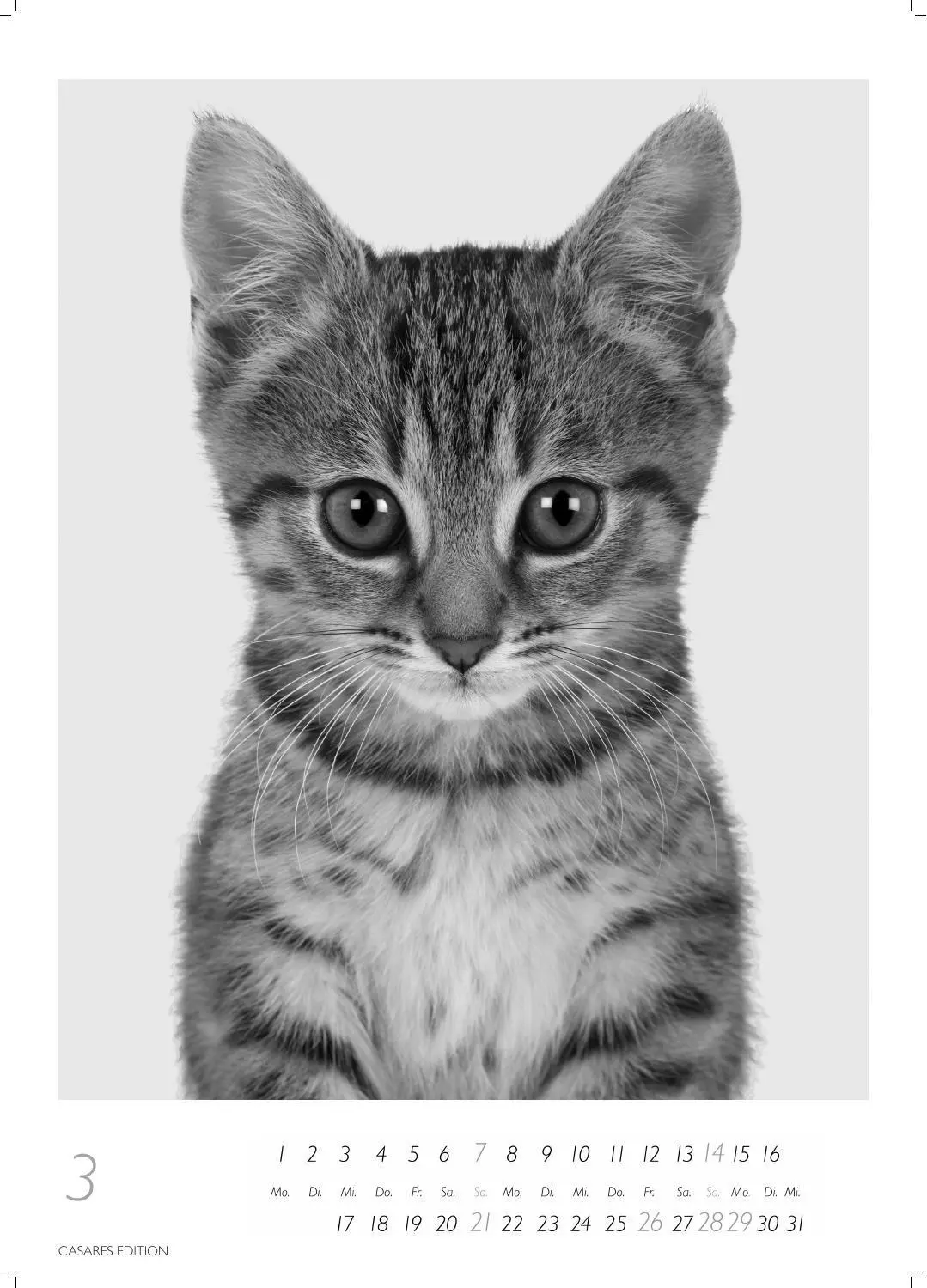 Bild: 9781835247990 | Cats schwarz-weiss Kalender 2027 - Wandkalender Fotokalender...