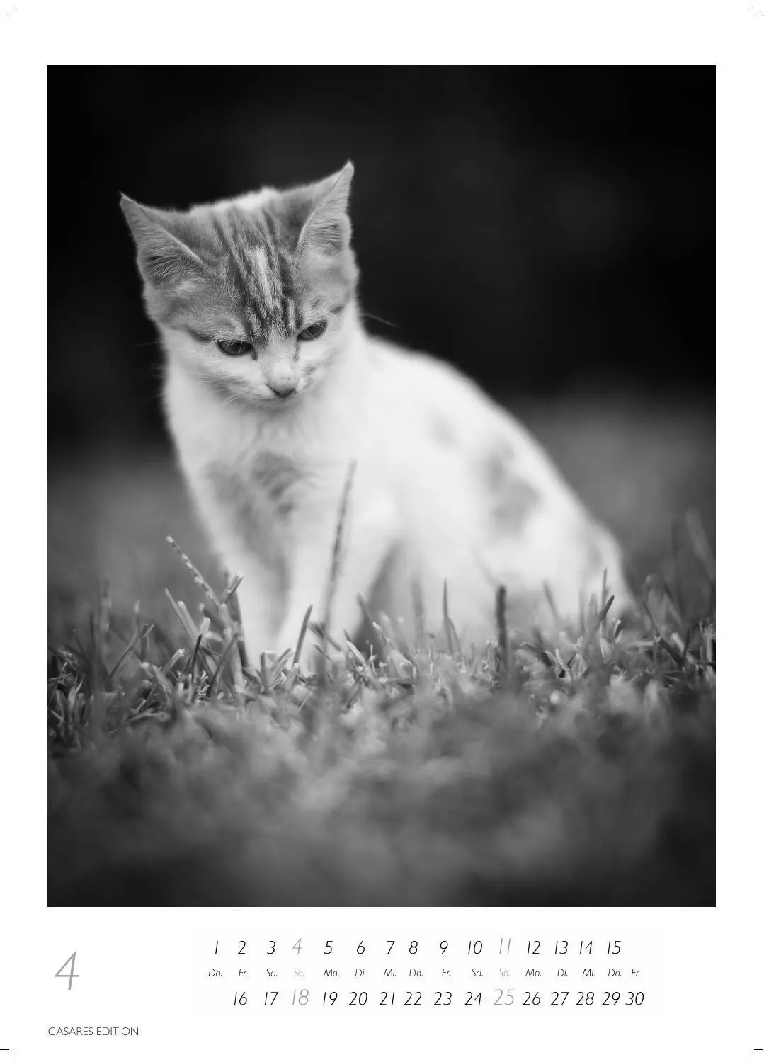 Bild: 9781835247990 | Cats schwarz-weiss Kalender 2027 - Wandkalender Fotokalender...