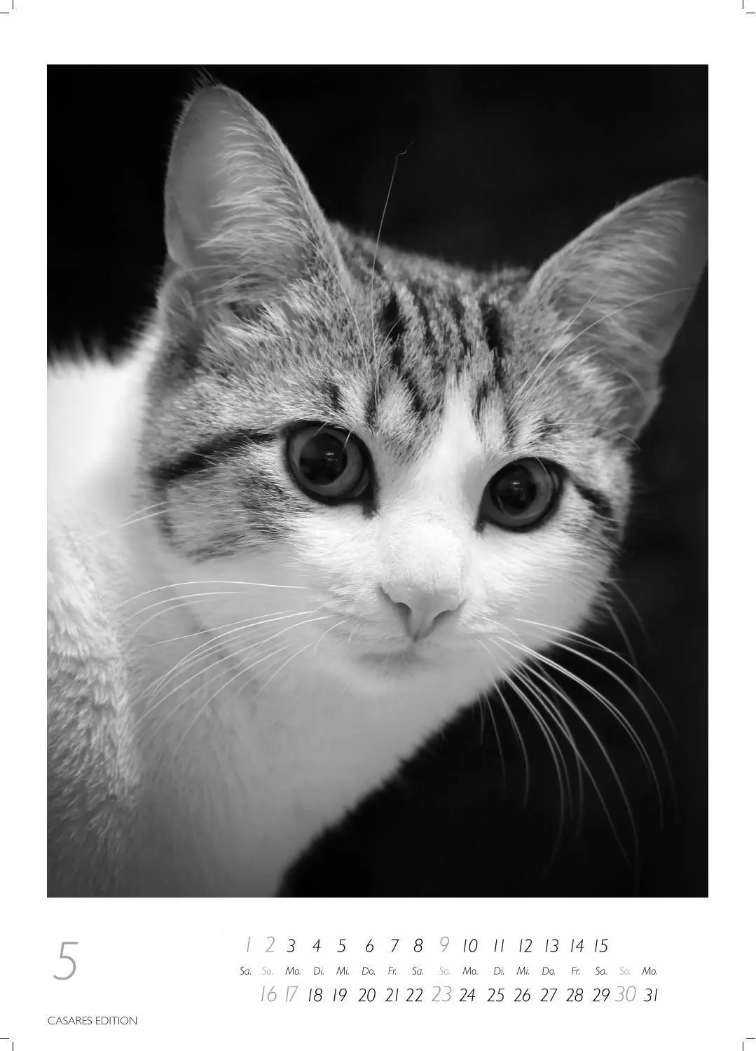 Bild: 9781835247990 | Cats schwarz-weiss Kalender 2027 - Wandkalender Fotokalender...