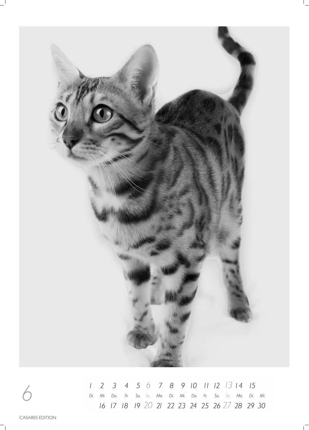 Bild: 9781835247990 | Cats schwarz-weiss Kalender 2027 - Wandkalender Fotokalender...