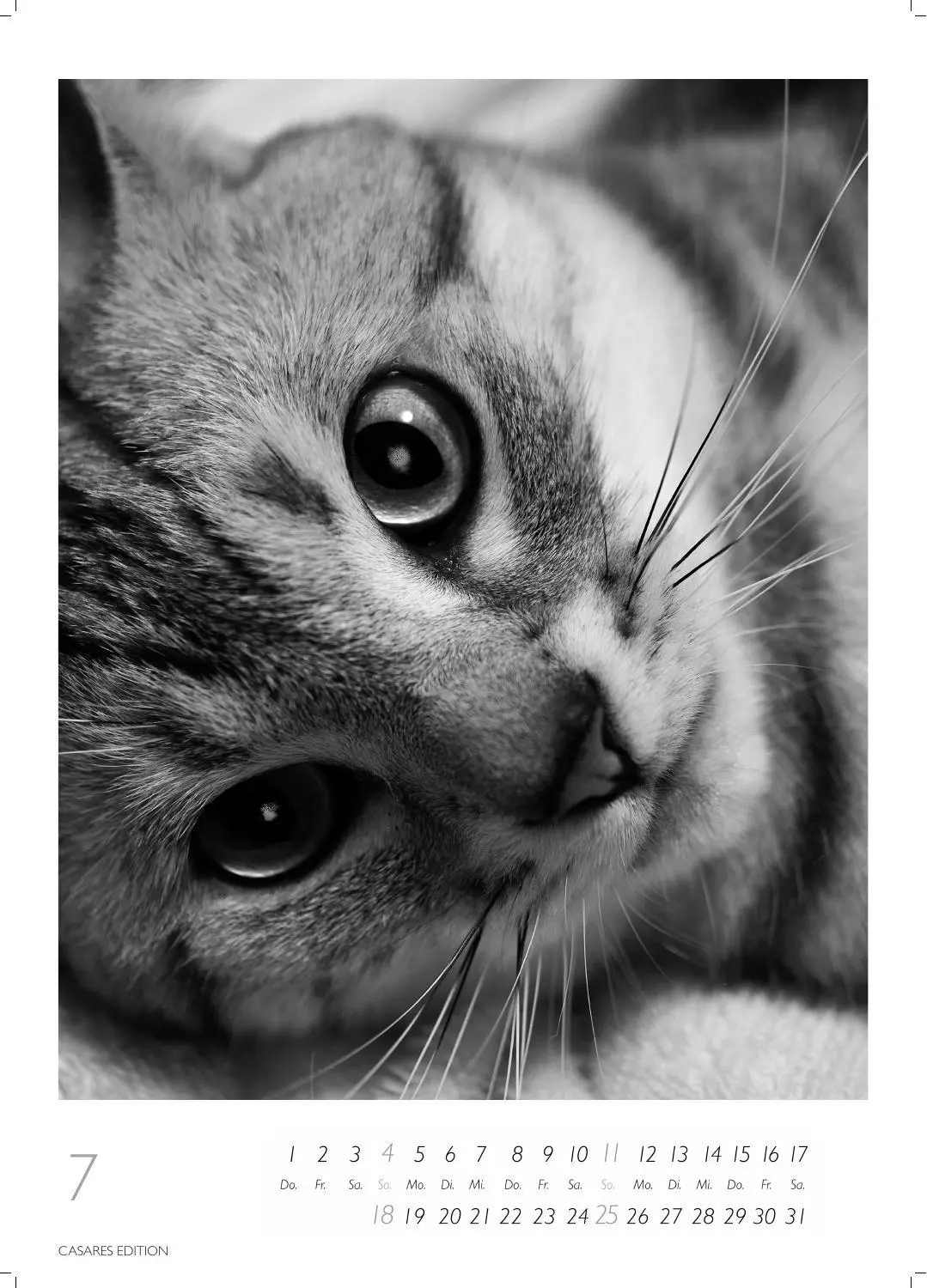 Bild: 9781835247990 | Cats schwarz-weiss Kalender 2027 - Wandkalender Fotokalender...