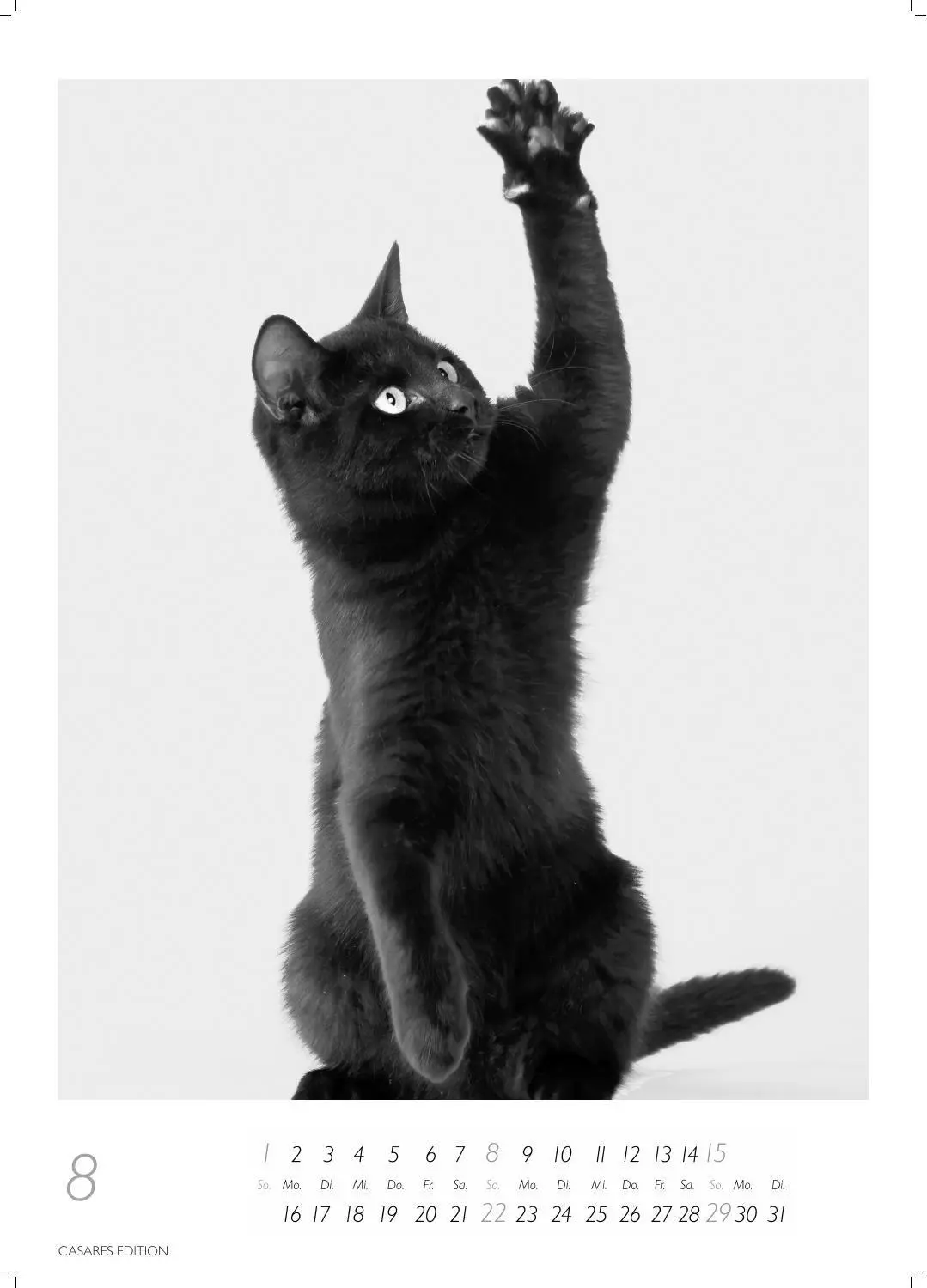 Bild: 9781835247990 | Cats schwarz-weiss Kalender 2027 - Wandkalender Fotokalender...