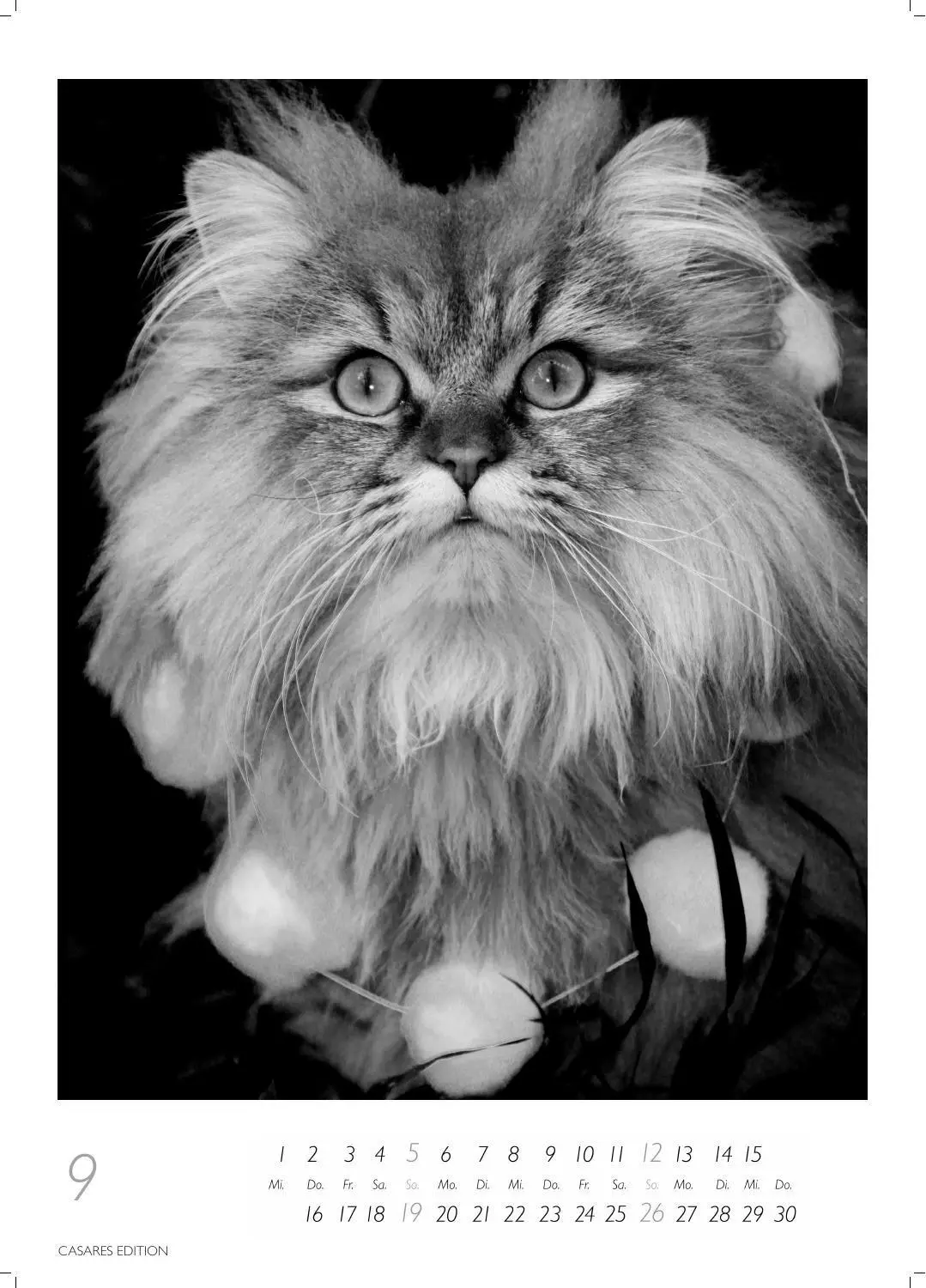 Bild: 9781835247990 | Cats schwarz-weiss Kalender 2027 - Wandkalender Fotokalender...