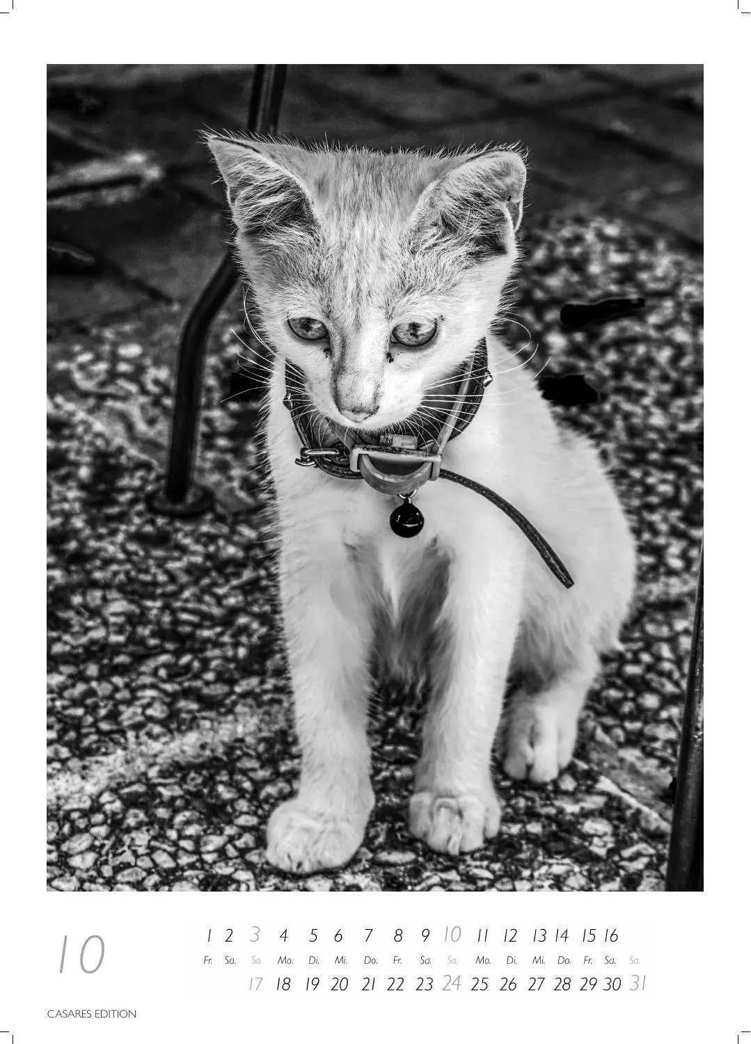 Bild: 9781835247990 | Cats schwarz-weiss Kalender 2027 - Wandkalender Fotokalender...