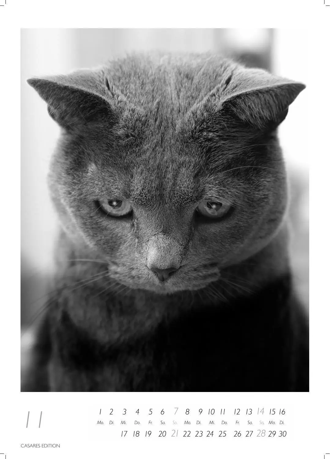 Bild: 9781835247990 | Cats schwarz-weiss Kalender 2027 - Wandkalender Fotokalender...
