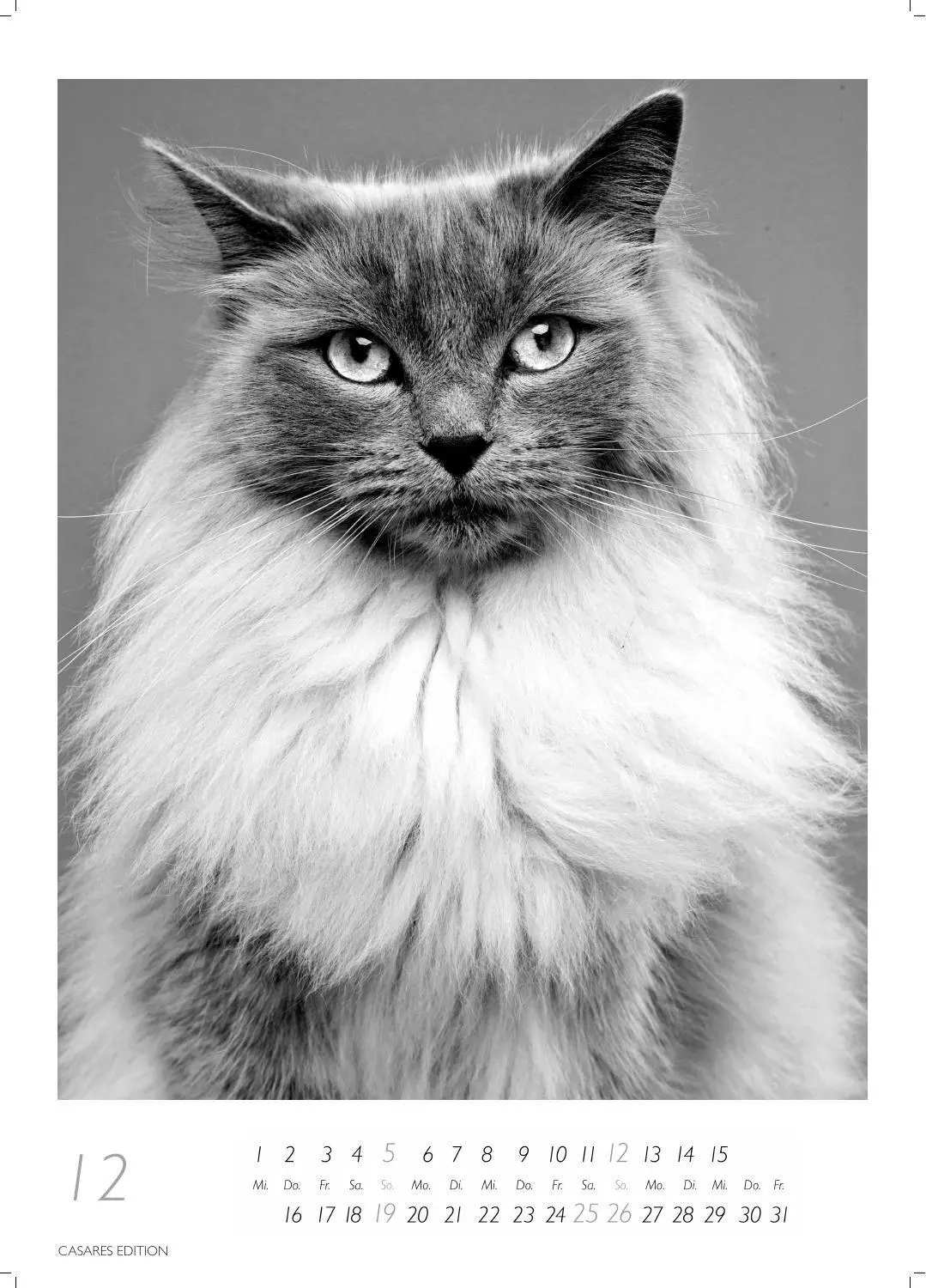 Bild: 9781835247990 | Cats schwarz-weiss Kalender 2027 - Wandkalender Fotokalender...