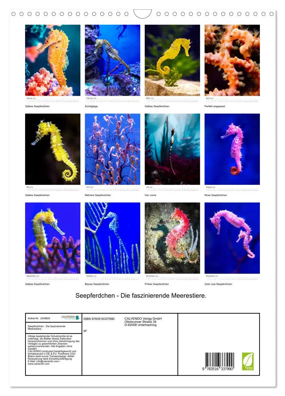 Bild: 9783516337990 | Seepferdchen - Die faszinierende Meerestiere. (Wandkalender 2026...