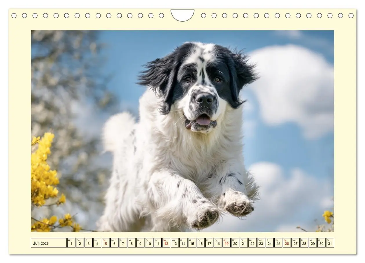 Bild: 9783457678190 | Landseer in der Natur. Majestätische und sanfte Hundeseelen...