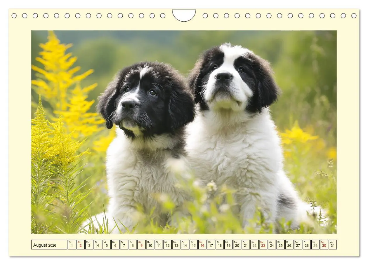 Bild: 9783457678190 | Landseer in der Natur. Majestätische und sanfte Hundeseelen...