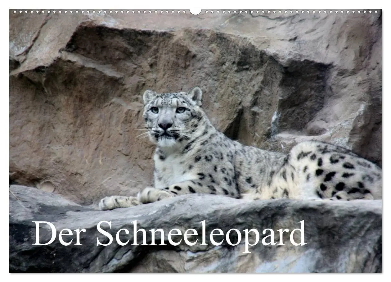 Cover: 9783516148190 | Der Schneeleopard (Wandkalender 2026 DIN A2 quer), CALVENDO...
