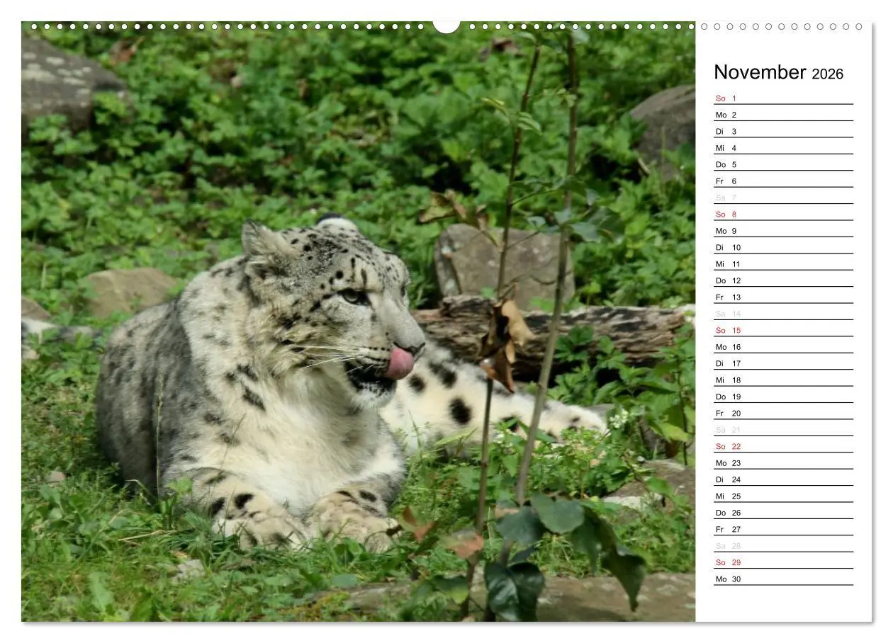Bild: 9783516148190 | Der Schneeleopard (Wandkalender 2026 DIN A2 quer), CALVENDO...