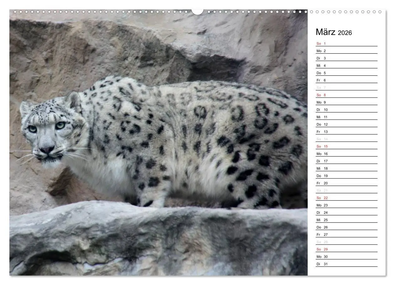 Bild: 9783516148190 | Der Schneeleopard (Wandkalender 2026 DIN A2 quer), CALVENDO...