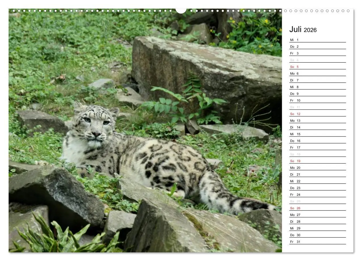 Bild: 9783516148190 | Der Schneeleopard (Wandkalender 2026 DIN A2 quer), CALVENDO...