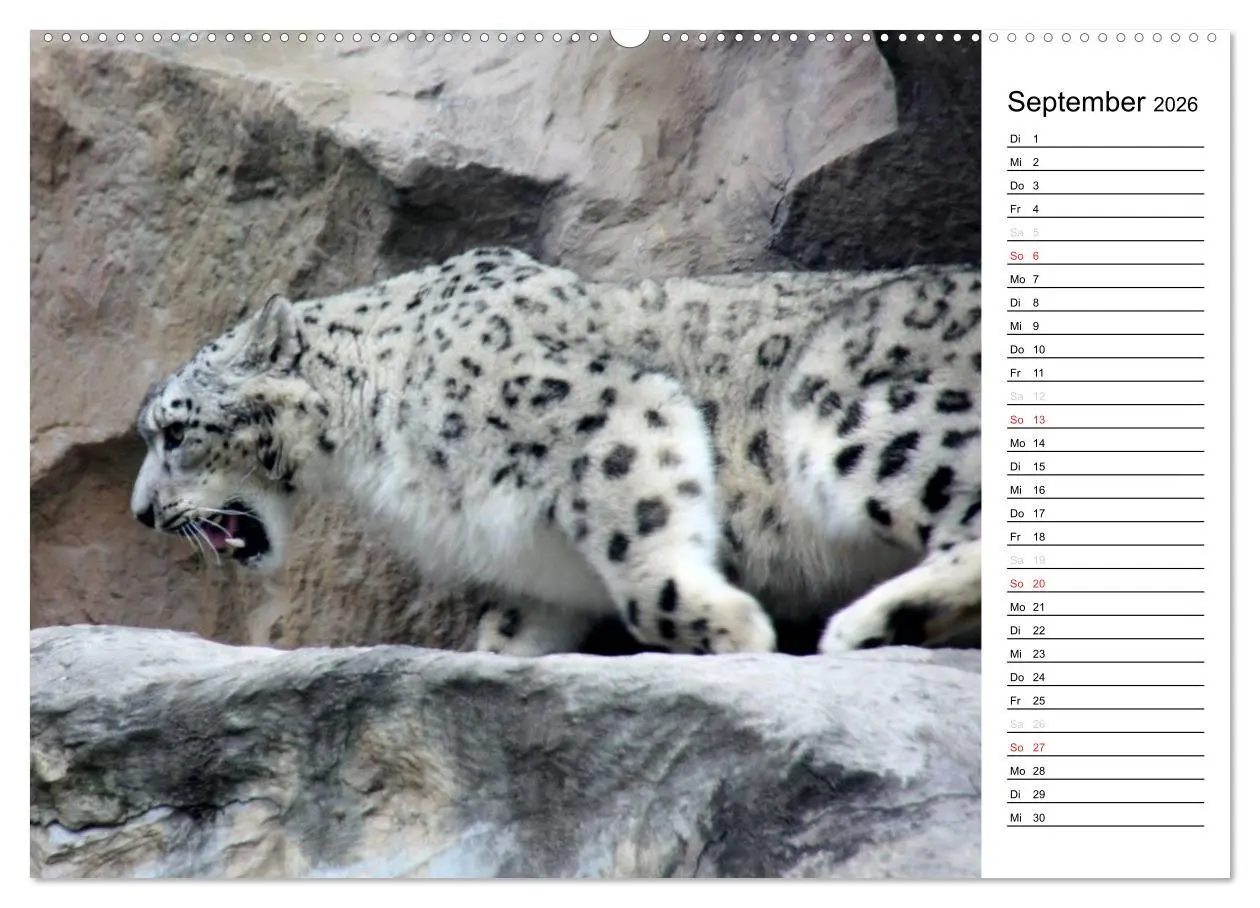 Bild: 9783516148190 | Der Schneeleopard (Wandkalender 2026 DIN A2 quer), CALVENDO...