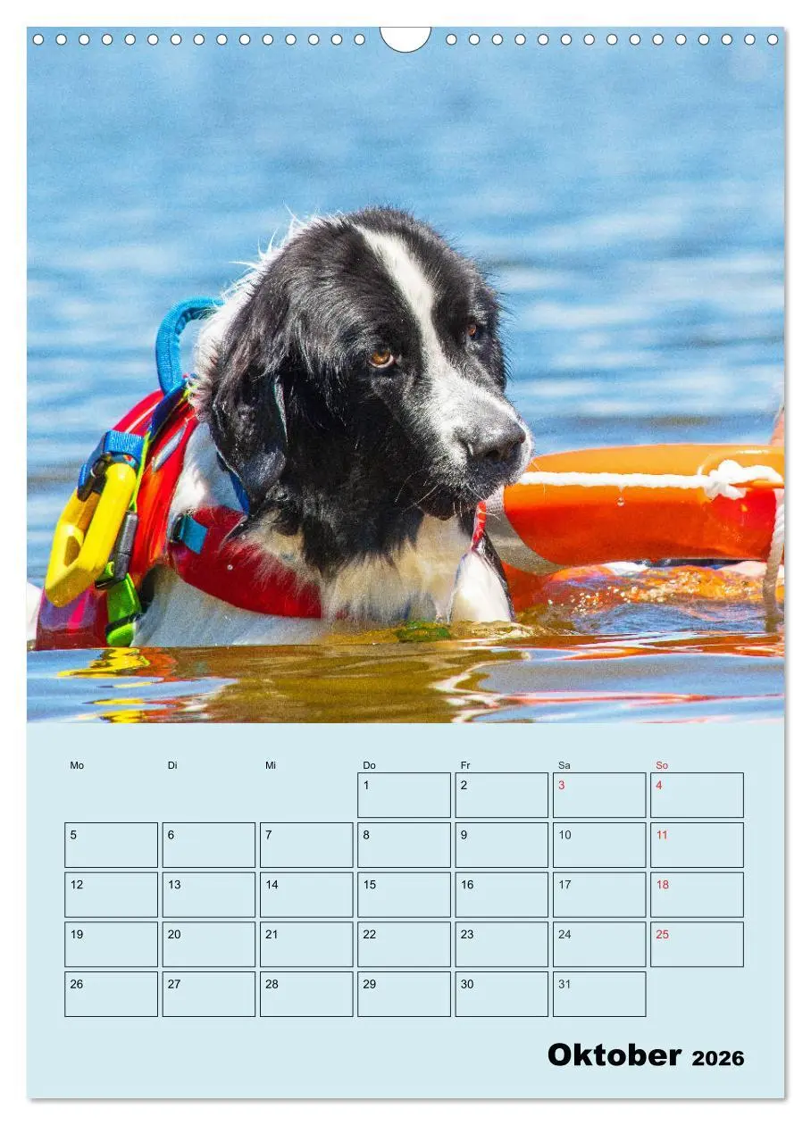 Bild: 9783516388190 | Familienplaner Landseer - Freund und Retter (Wandkalender 2026 DIN...