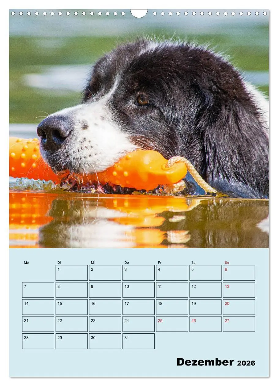 Bild: 9783516388190 | Familienplaner Landseer - Freund und Retter (Wandkalender 2026 DIN...