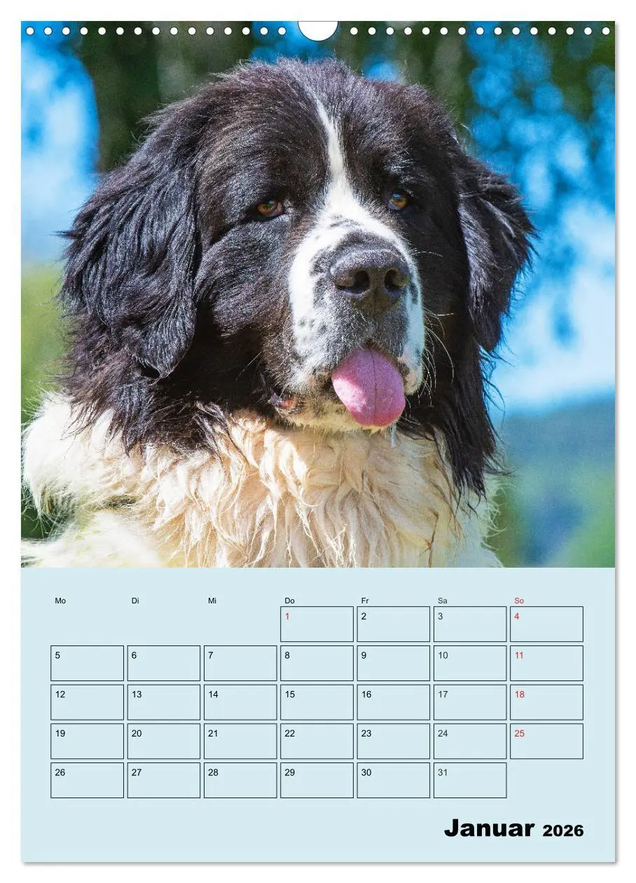 Bild: 9783516388190 | Familienplaner Landseer - Freund und Retter (Wandkalender 2026 DIN...